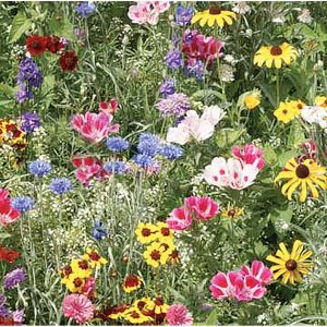 Wildflower Hummingbird/Butterfly Mix Seed