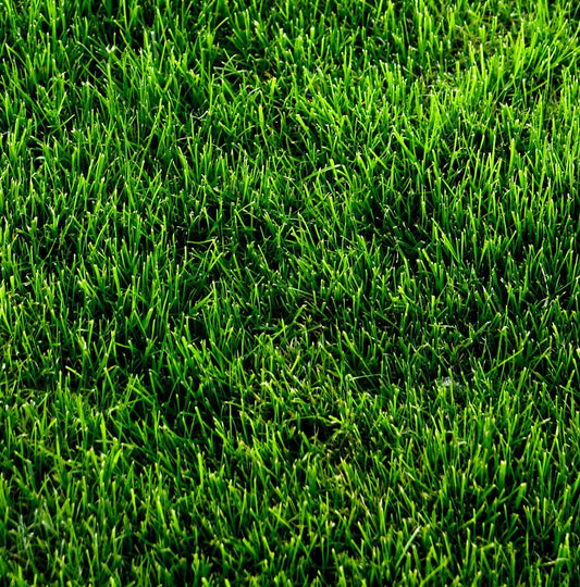 Colorado Prem Grass Seed