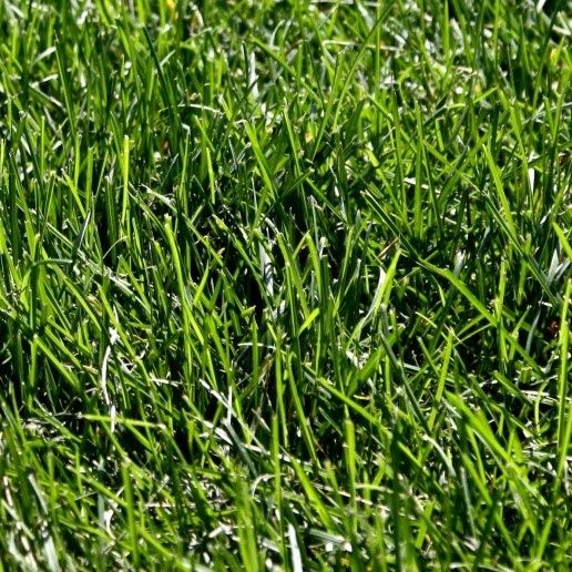 best garden grass seed Mark's Mix Grass Seed – Anderson's Seed & Garden