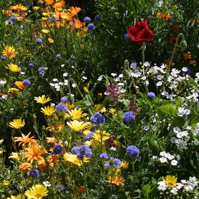 Wildflower Low Grow Mix Seed