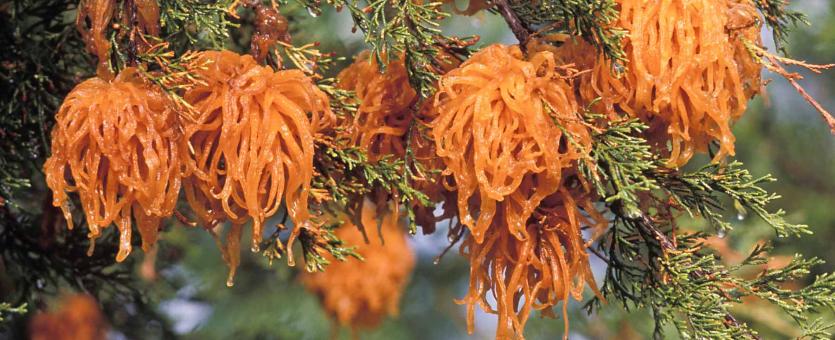 Best Treatment Methods for Cedar-Apple Rust