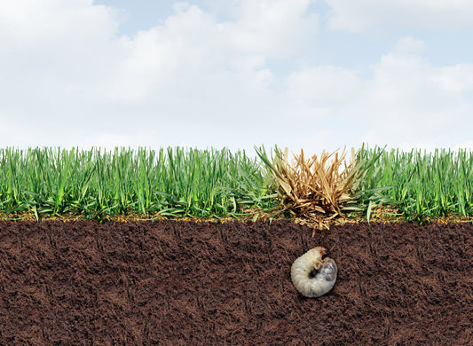 Don’t Let Grubs Ruin Your Lawn: Our Friendly Northern Utah Guide to Summer Protection