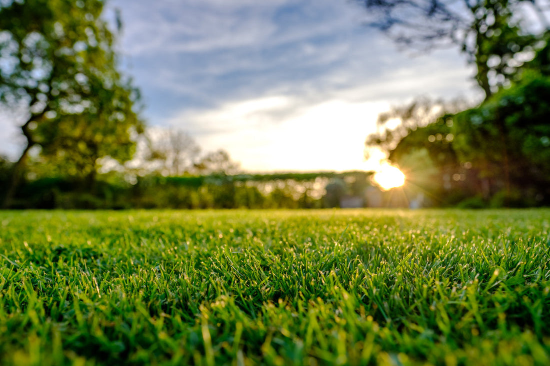 Keeping Your Northern Utah Lawn Lush: Beat the Heat and Stay Green