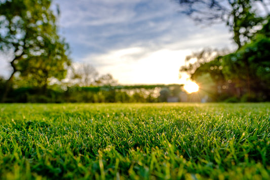 Keeping Your Northern Utah Lawn Lush: Beat the Heat and Stay Green