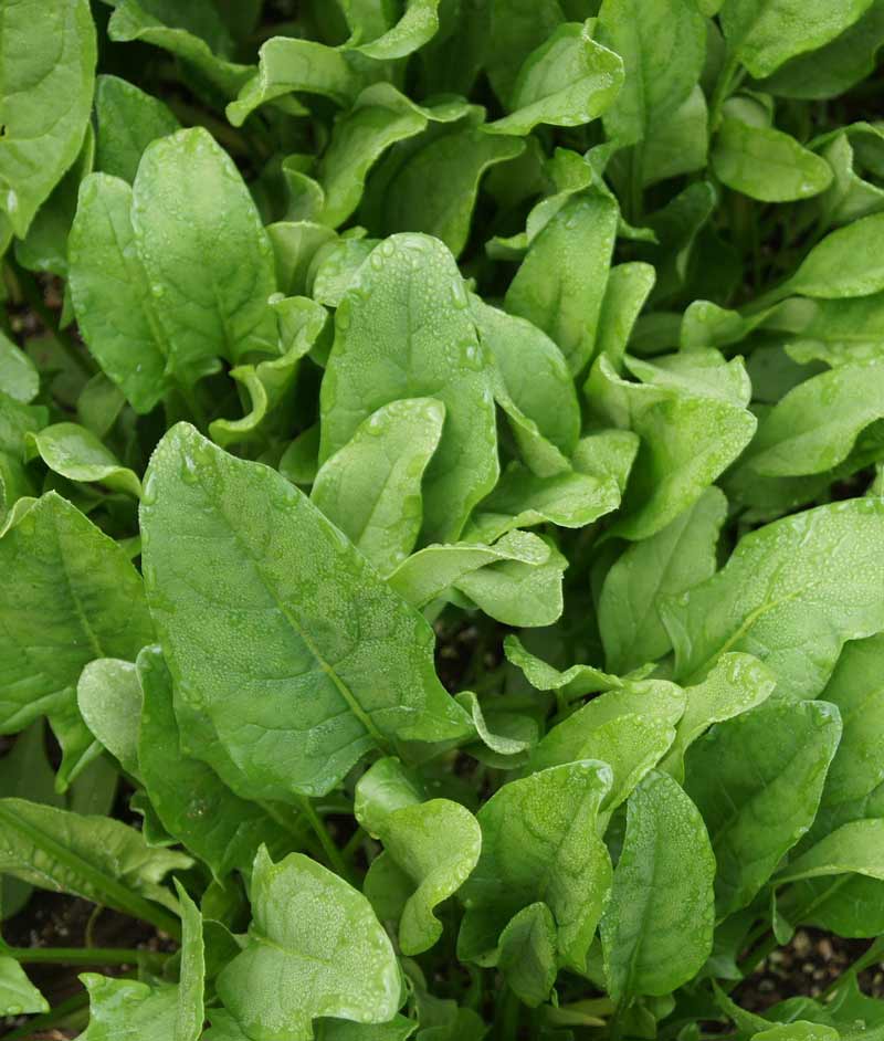 Spinach Planting Guide