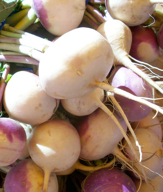 Turnip Planting Guide