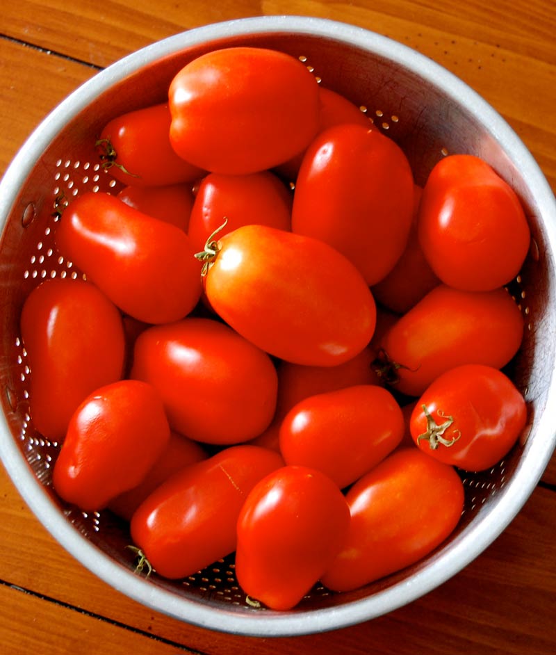 Tomato Planting Guide