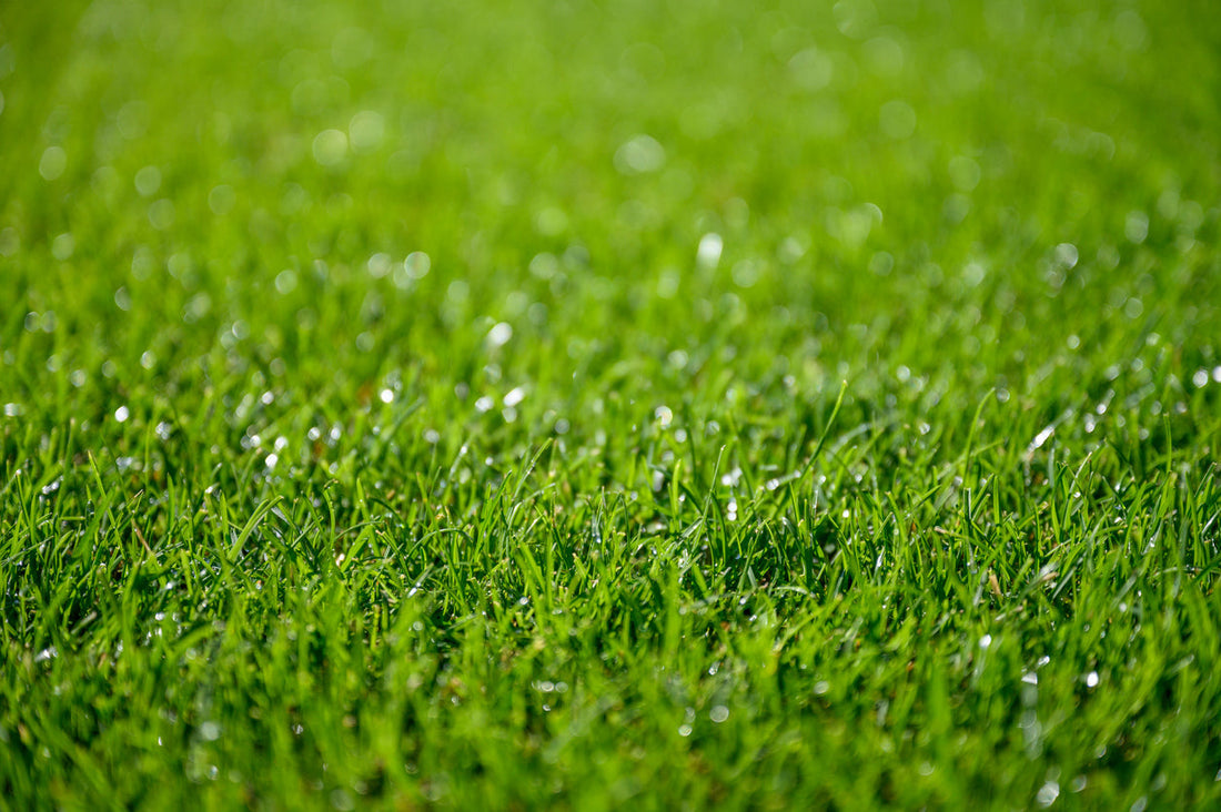 Grow a Smart, Green Lawn with Up to 50% Less Water
