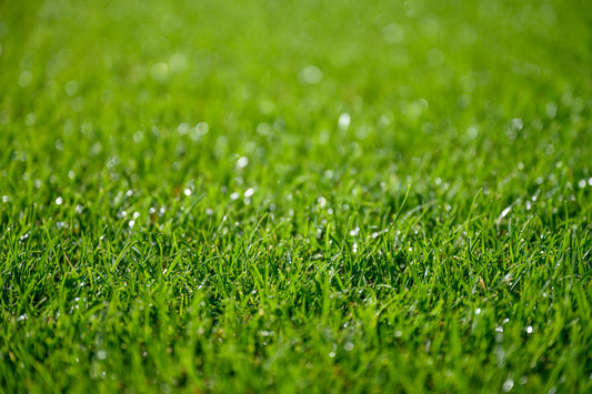 Grow a Smart, Green Lawn with Up to 50% Less Water