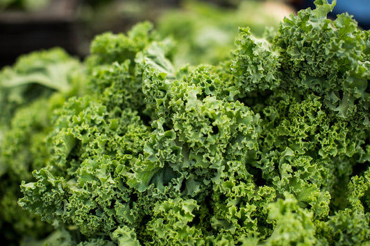 Kale Planting Guide