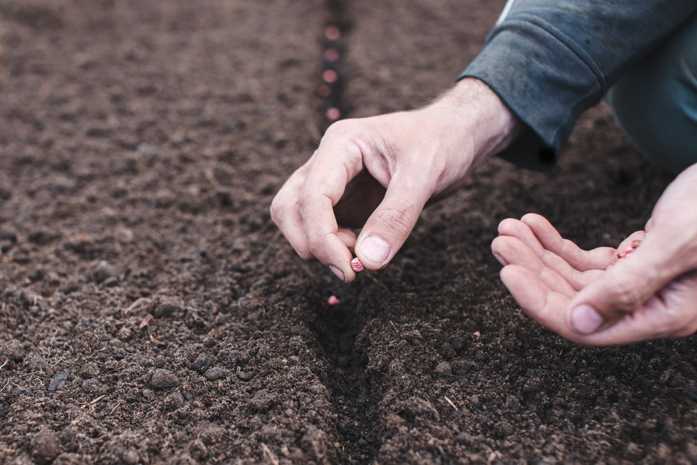 climate zone seeds