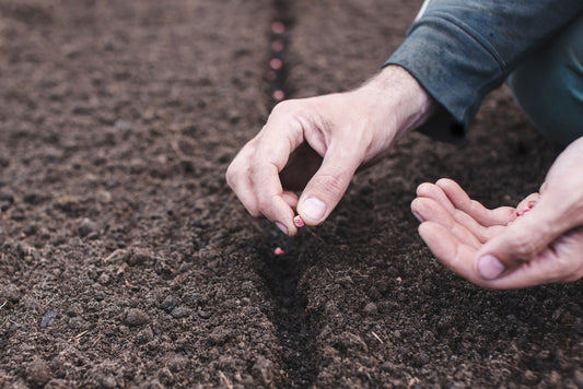 climate zone seeds