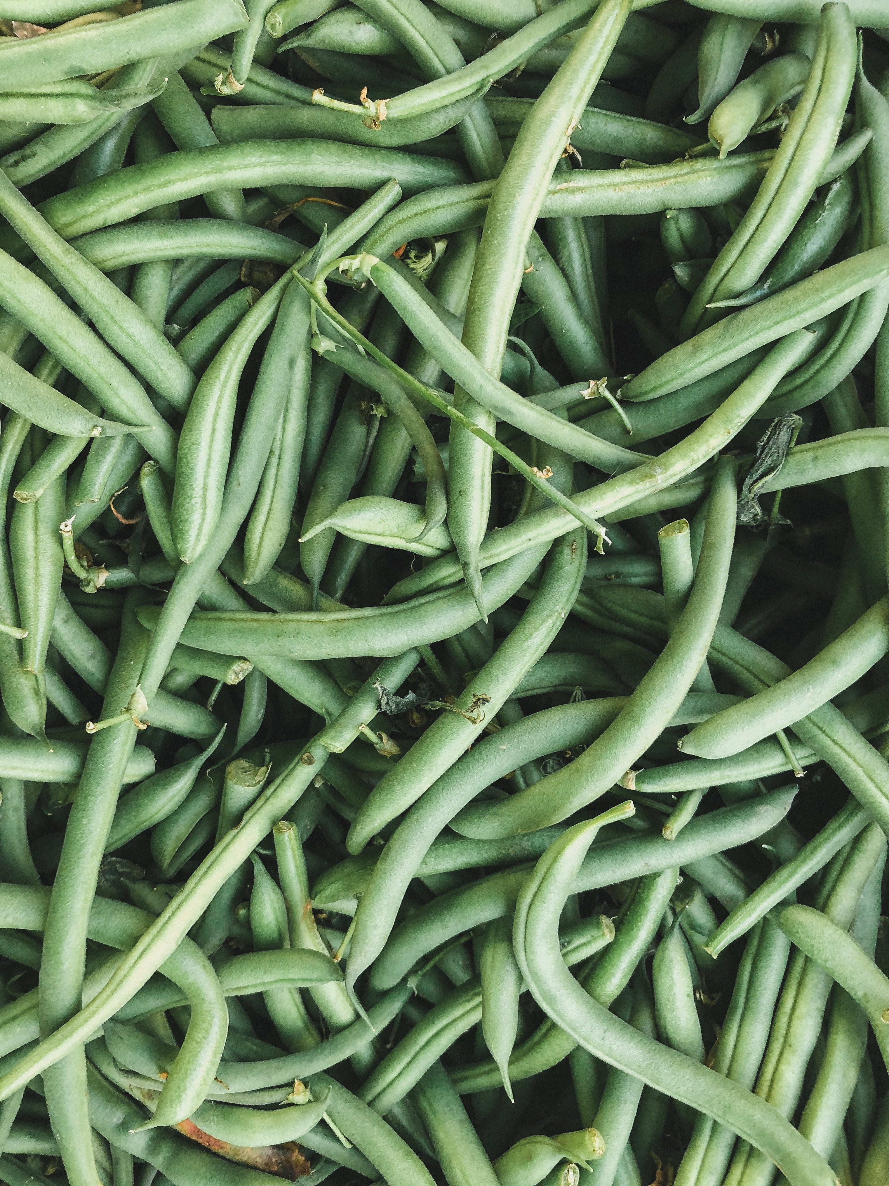 First Bean Bean Planting Guide – Anderson's Seed & Garden