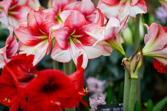 Amaryllis Growing Guide