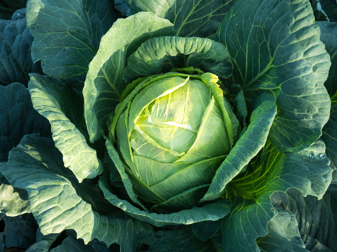 Cabbage Planting Guide