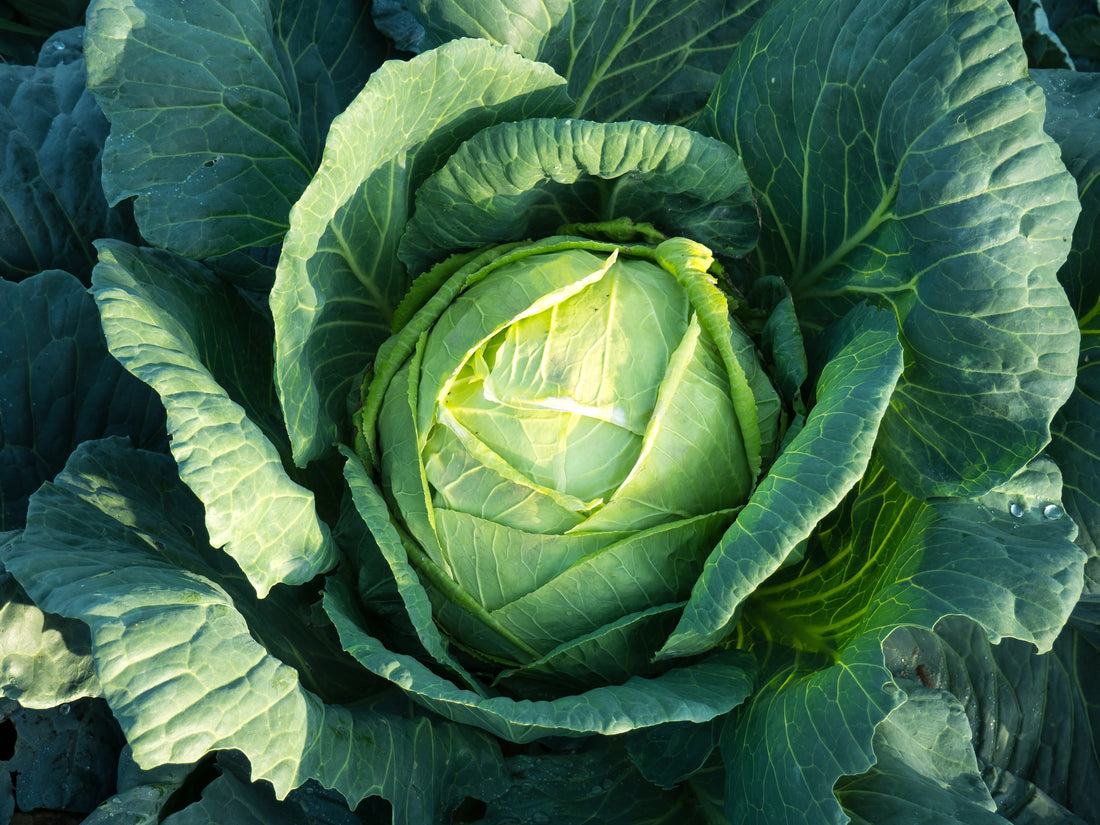 Cabbage Planting Guide – Anderson's Seed & Garden