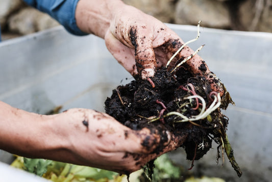 Your Comprehensive Guide to Composting