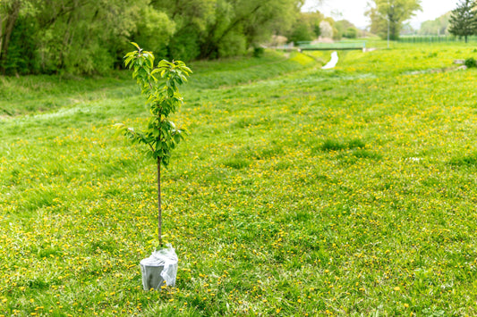 Handling and Planting Bare Root Plants