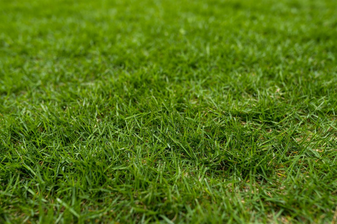 How to Pick the Right Grass Seed & Plant Your Lawn