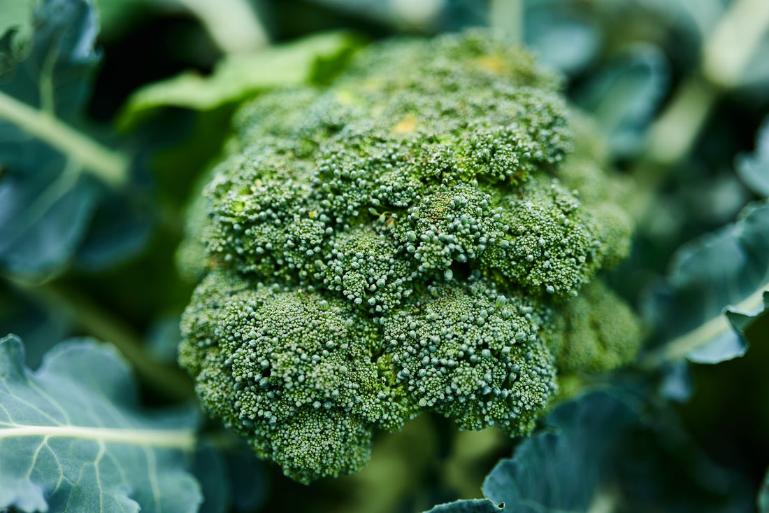 Broccoli Planting Guide