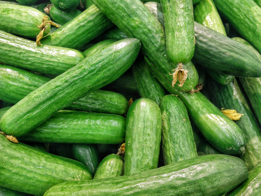 Cucumber Planting Guide