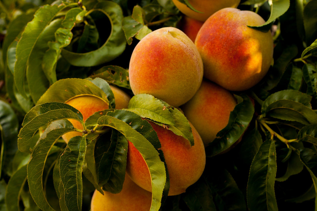 Peaches and Nectarines Growing Guide