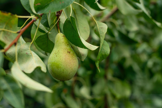 Pears Growing Guide