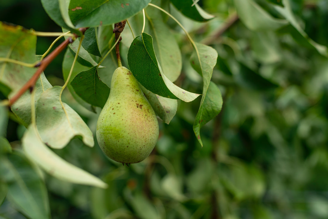 Pear Growing Guide