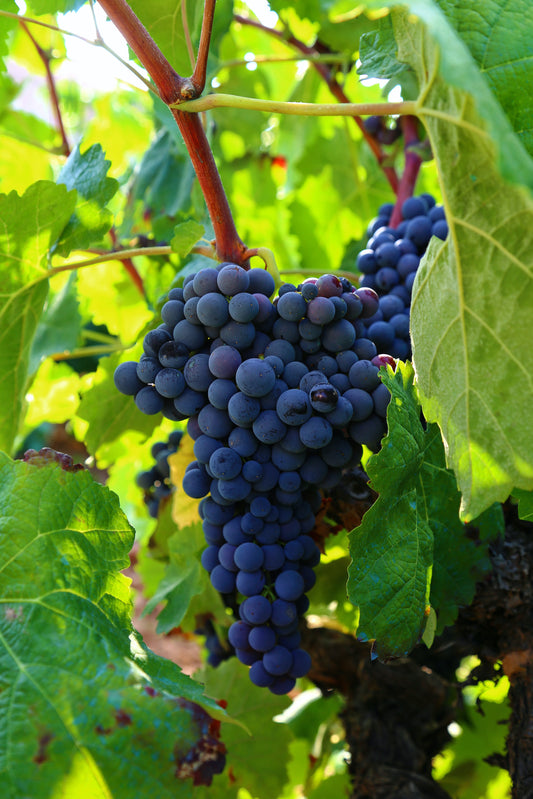 Grape Growing Guide