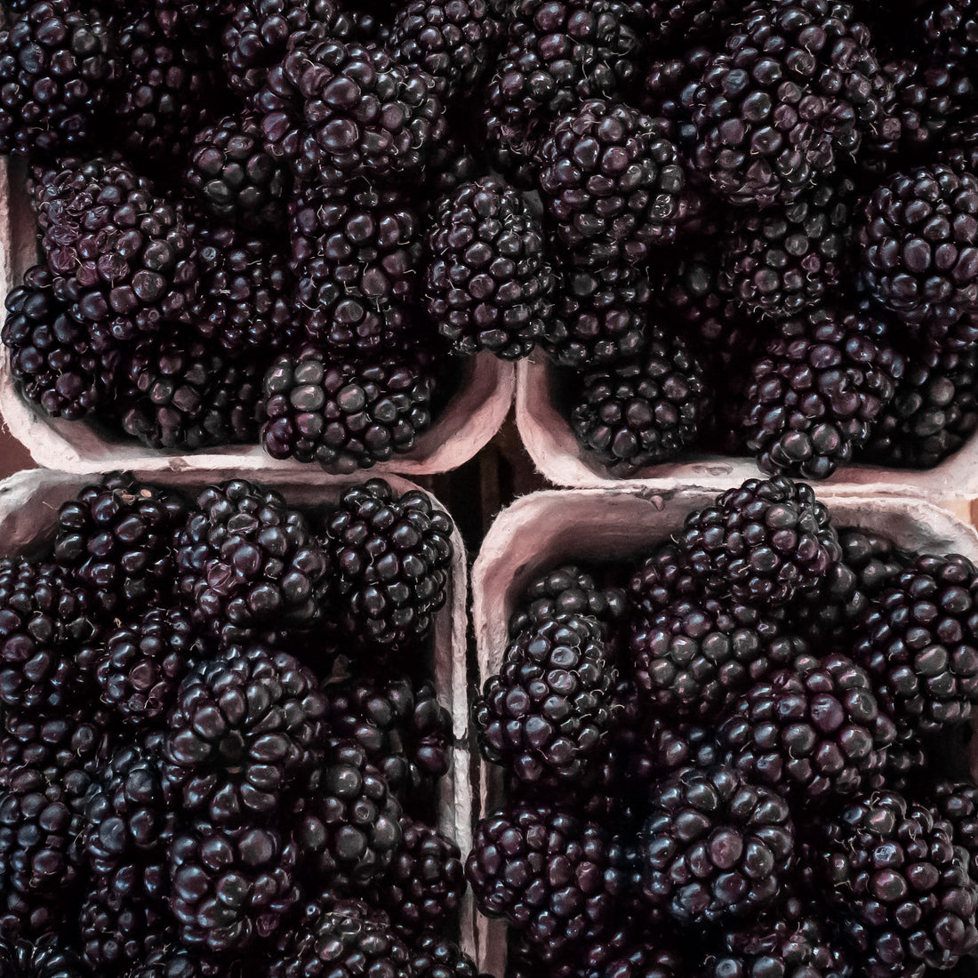 Blackberries Growing Guide