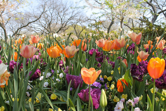 Annual Flower Feeding