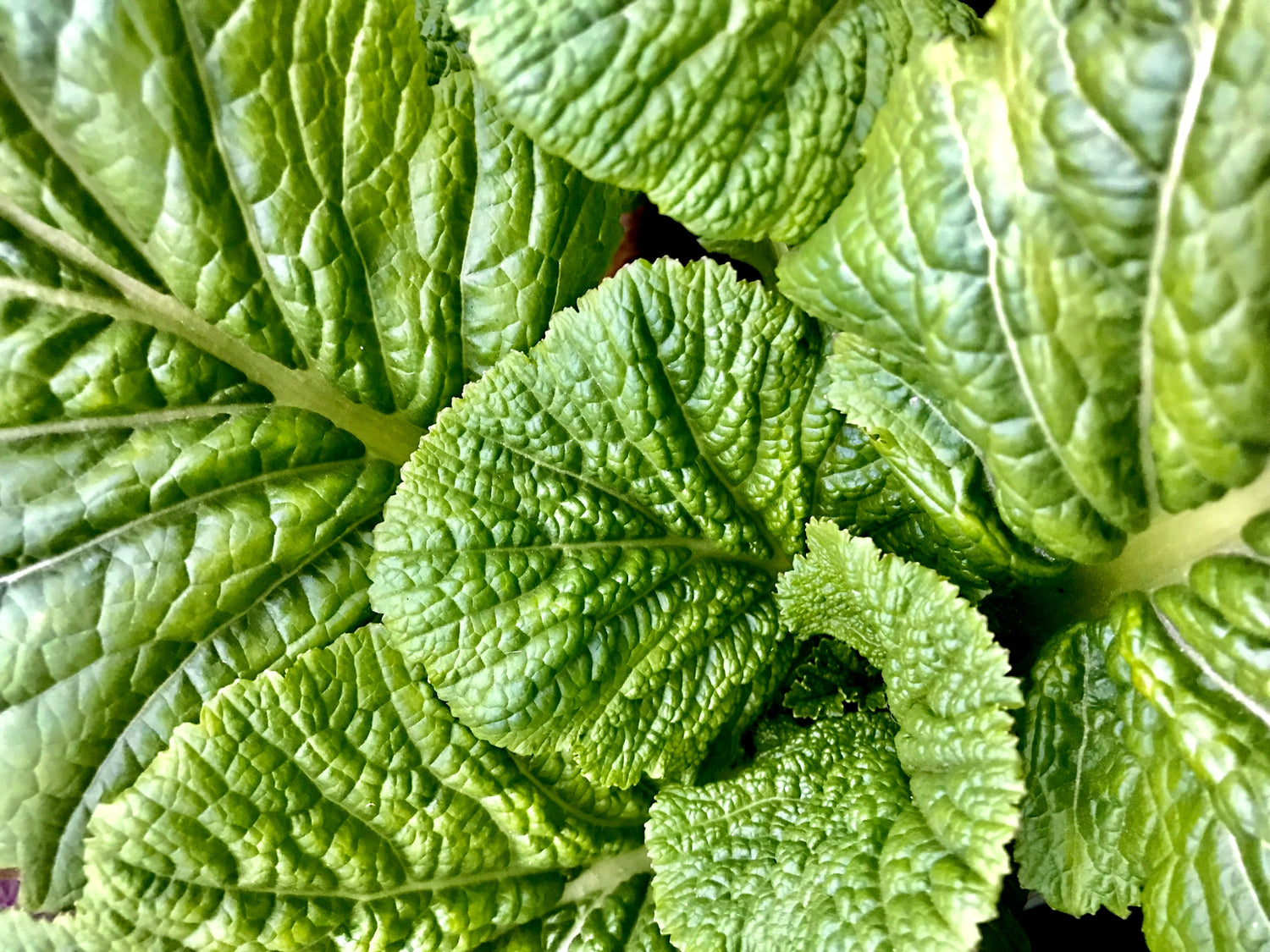 Mustard Greens Planting Guide Anderson's Seed & Garden