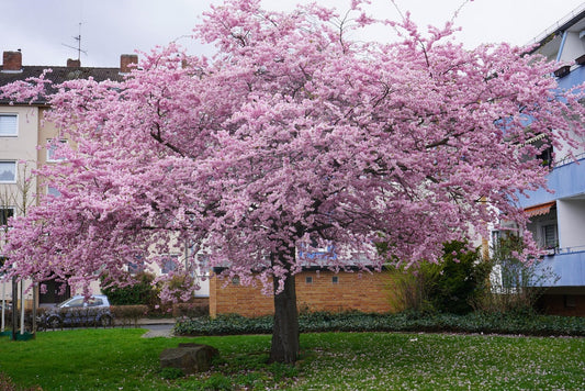 ornamental tree care