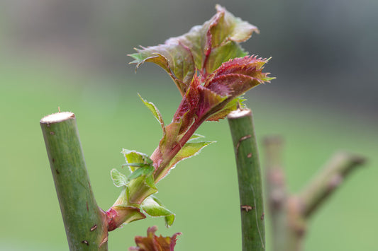 Give Your Roses a Fresh Start This Spring