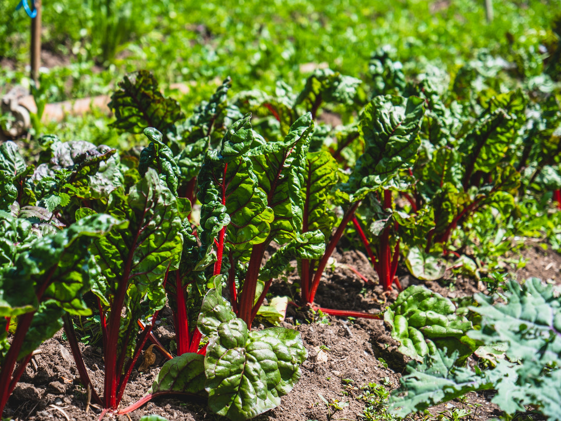 Rhubarb Planting Guide