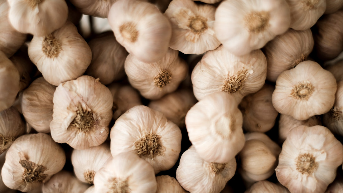 Garlic Planting Guide