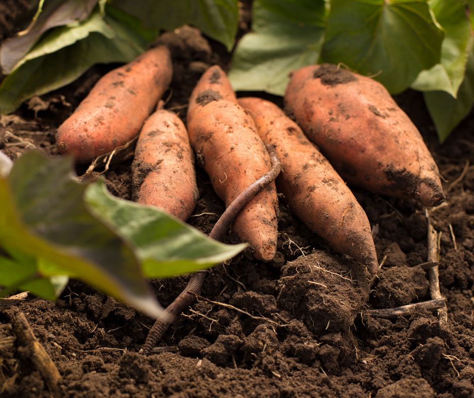 Sweet Potato Planting Guide