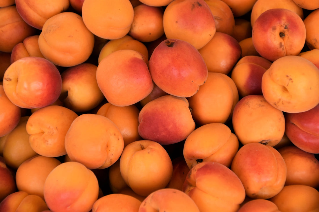 Apricot Growing Guide