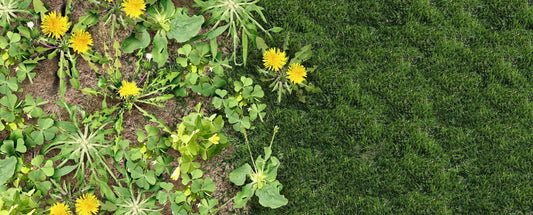 Tackling Fall Lawn Weeds in Cache Valley: The Cool-Weather Power of ferti-lome® Weed Free Zone