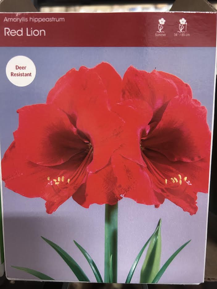 Large Red Lion Amaryllis