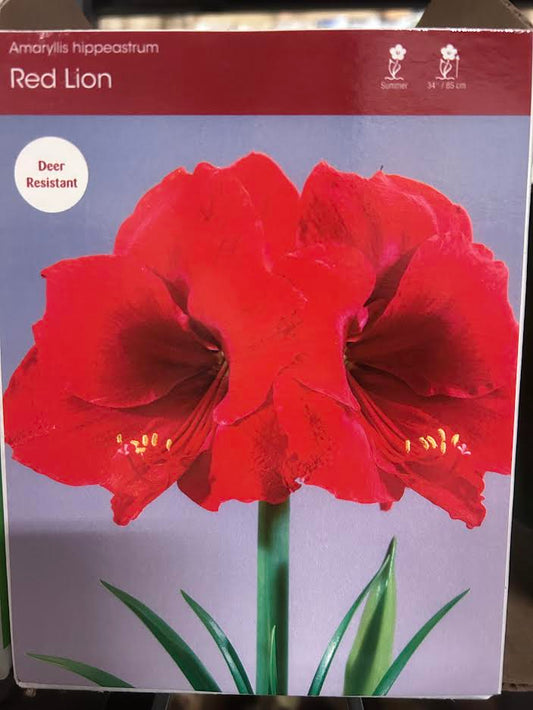 Large Red Lion Amaryllis
