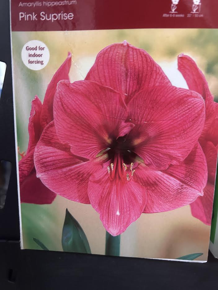 Pink Surprise Amaryllis