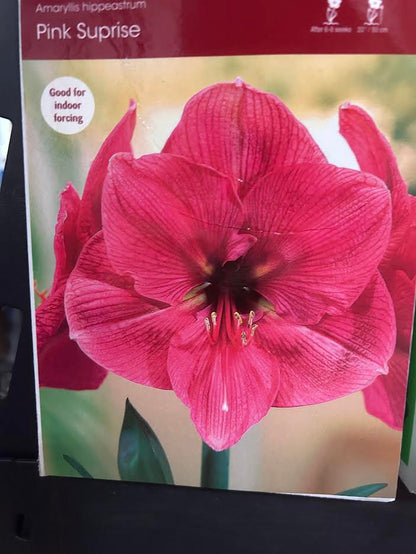 Pink Surprise Amaryllis