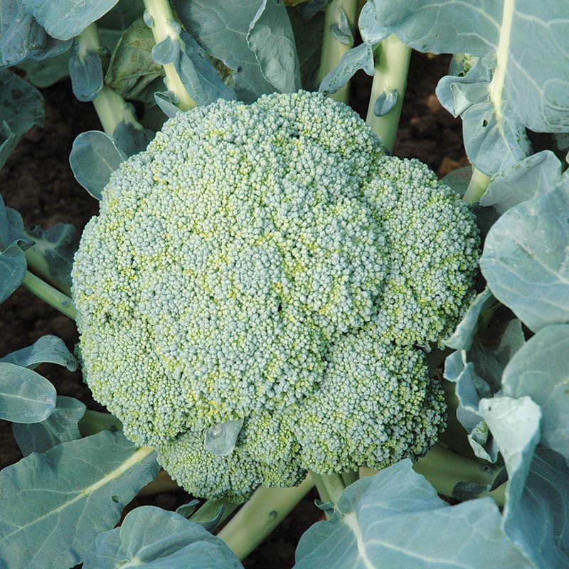 Diamond Broccoli Broccoli Destiny (Formerly Superdome) Seed – Anderson's Seed & Garden