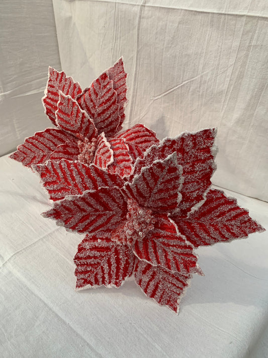 Double Snowy Poinsettia Red