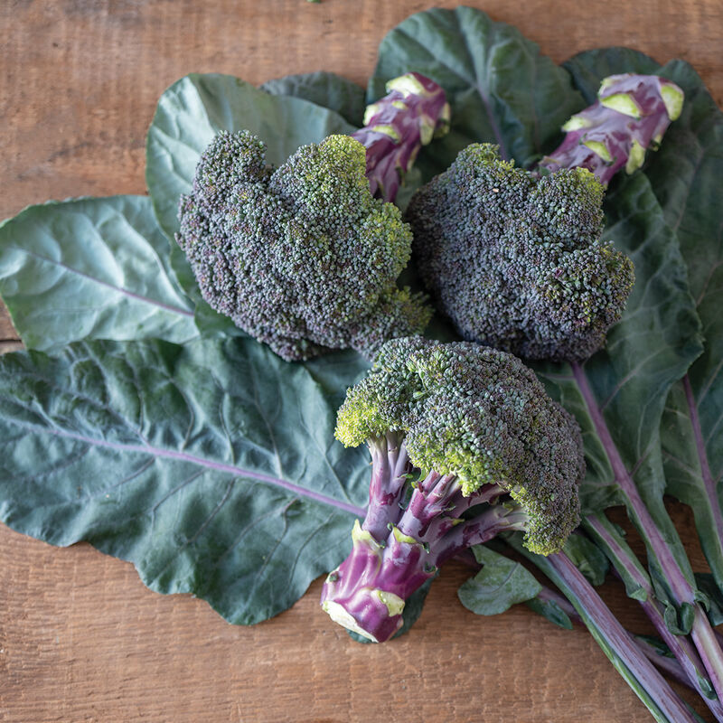 Broccoli Purple Magic Seed