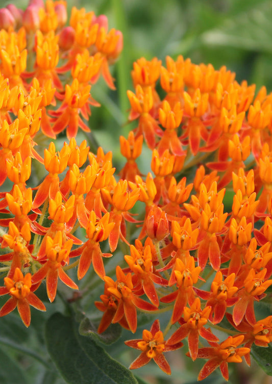 Orange Milkweed Seed (Butterfly Weed)