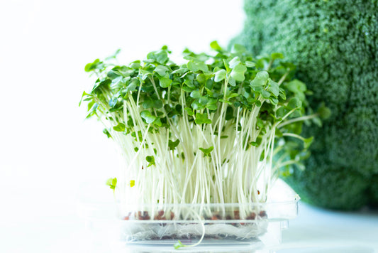 Broccoli Calabrese Sprouting Seeds