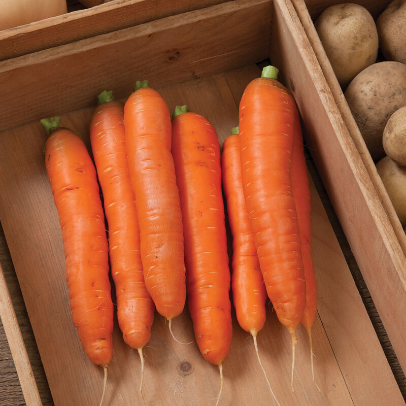 Carrot Bolero