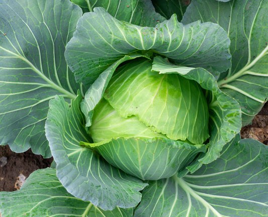 Cabbage Xtreme Vantage Seed